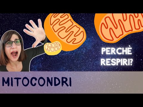 Video: Differenza Tra Mitocondri E Cinetoplasti