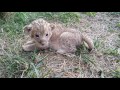 So cute lion cub