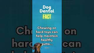 5 Dog Dental Facts You Should Know #dogteeth #dogtooth #doghealth