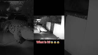 🐊 Huge Crocodile Captured on Security Camera. #animalencounter #animallovers #animals