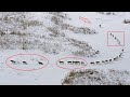 КАК УСТРОЕНА СТАЯ ВОЛКОВ Иерархия волчьей стаи 