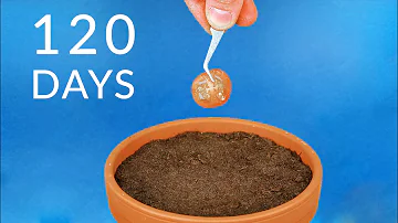 Jak dlouho rostou krájená rajčata?