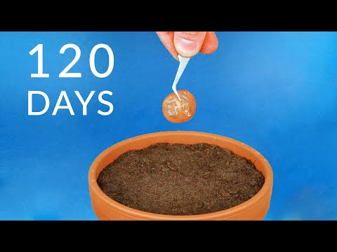 Video Planting TOMATO SLICE  To Grow TOMATOES Time-lapse