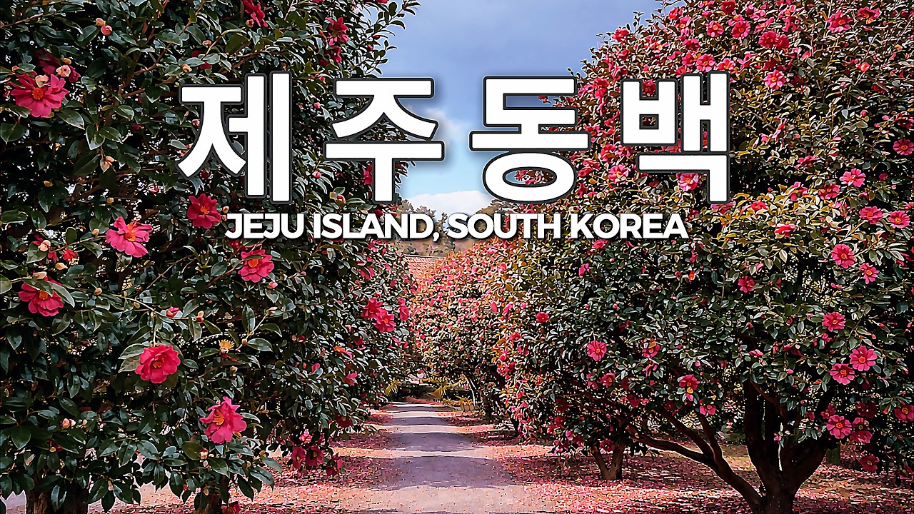 겨울 제주, 동백꽃이 가장 예쁜 순간｜동백 명소 산책