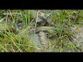 Amazing Best Eel Fishing Video   Eel fish fishing in mud   W Fishing