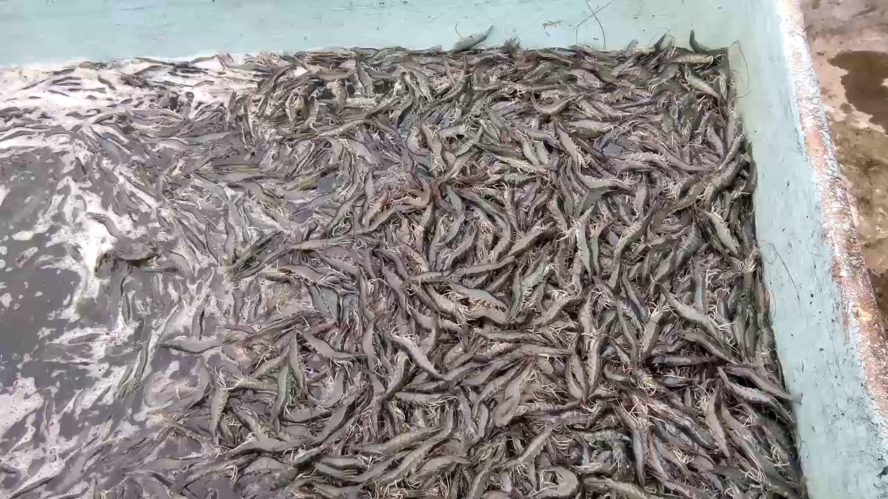 Udang vaname 