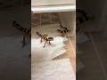 Stop scrolling! I can't stop watching this video#Asmr#lizard#Gecko#leopardgecko #shorts#reptiles#