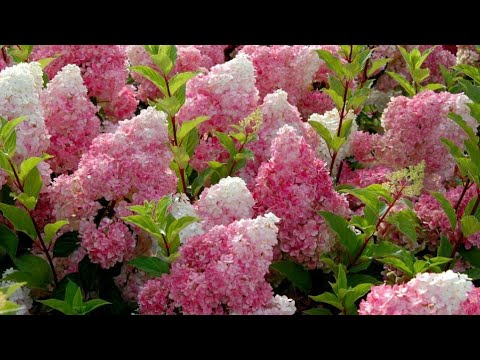 Video: Delphinium, Vrste I Uzgoj