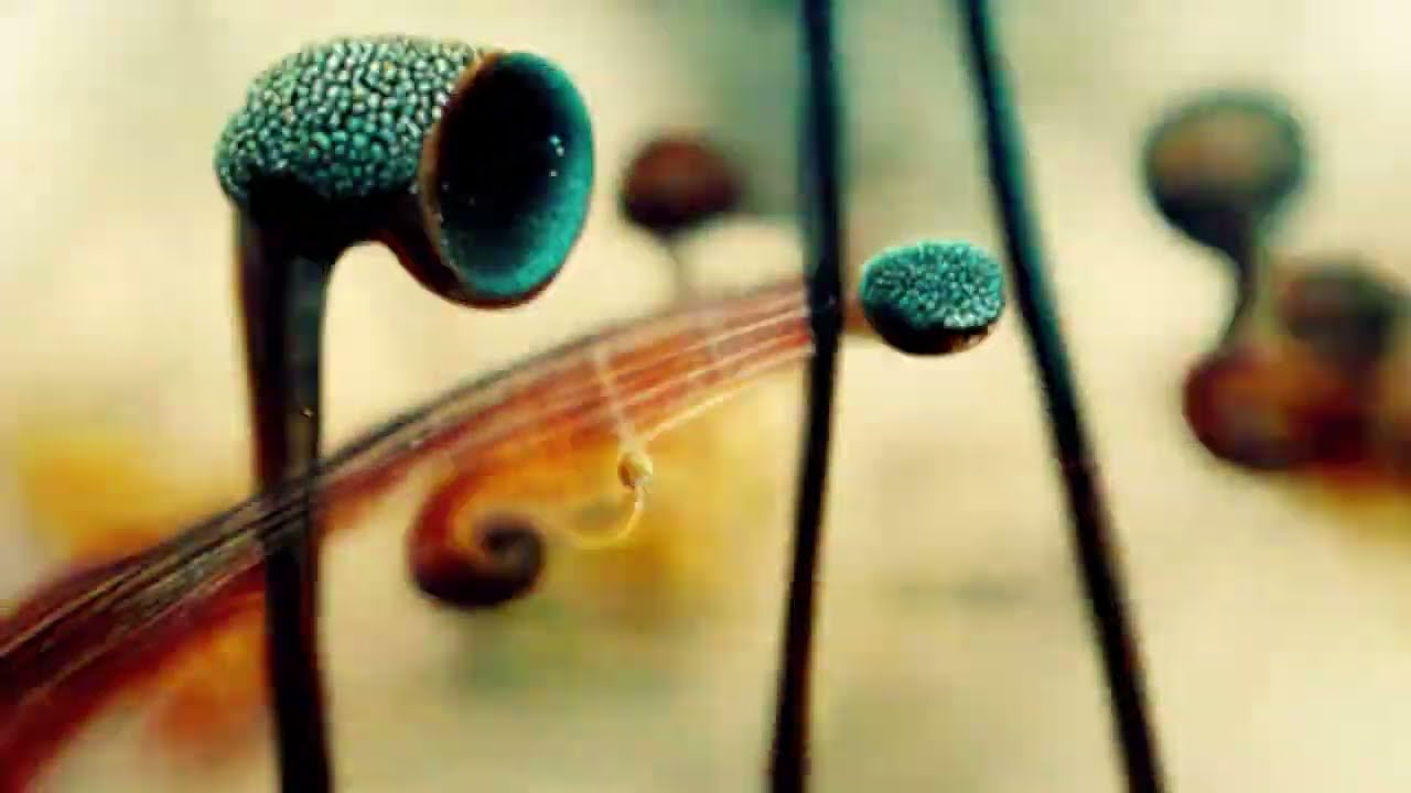 Guarda Mike Keneally and Marcelo Radulovich - Mim su YouTube Guarda Mike Keneally and Marcelo Radulovich - Mim su YouTube
