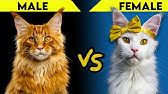 Maine Coon Cat Personality This Video Will Make You Want One Youtube