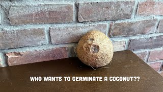 How to germinate a store bought coconut 2022 version (Palm Sunday)