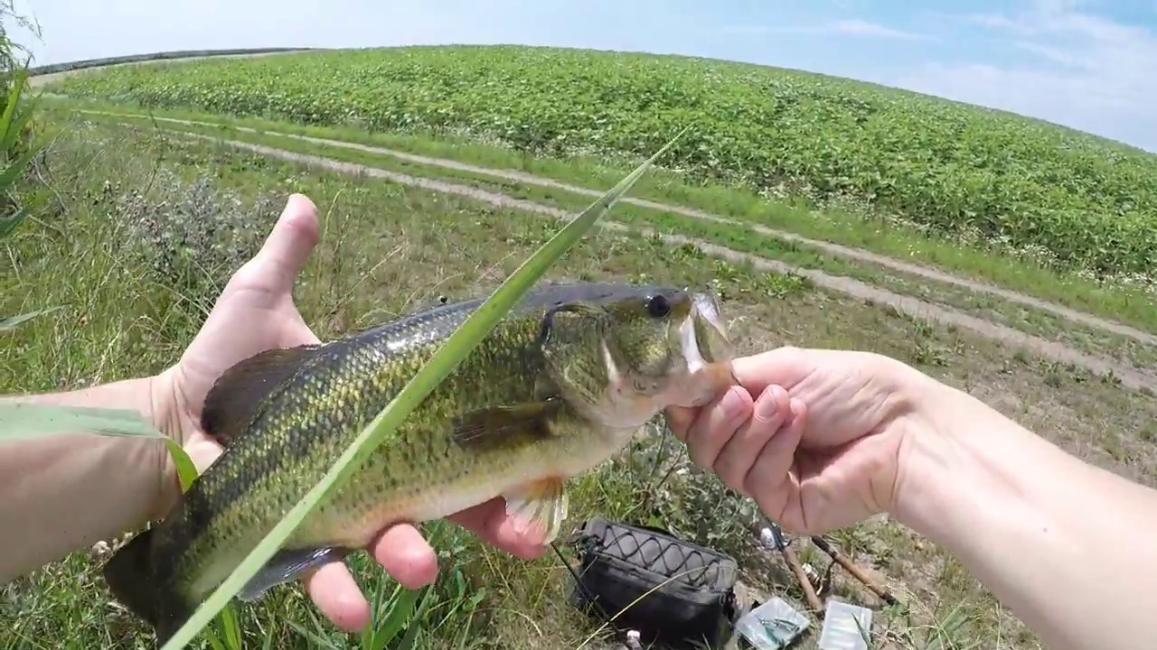 Látóképi Víztározó Sügérei (1080p)