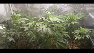 Veg Update Week 2