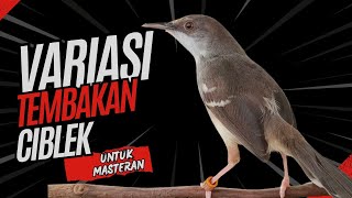 Variasi Tembakan Ciblek kristal, Masteran Ciblek Variasi TERBAIK