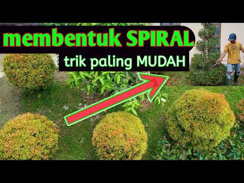 Video: Menanam Pokok Renek Untuk Topiari: Apakah Tumbuhan Topiari Terbaik