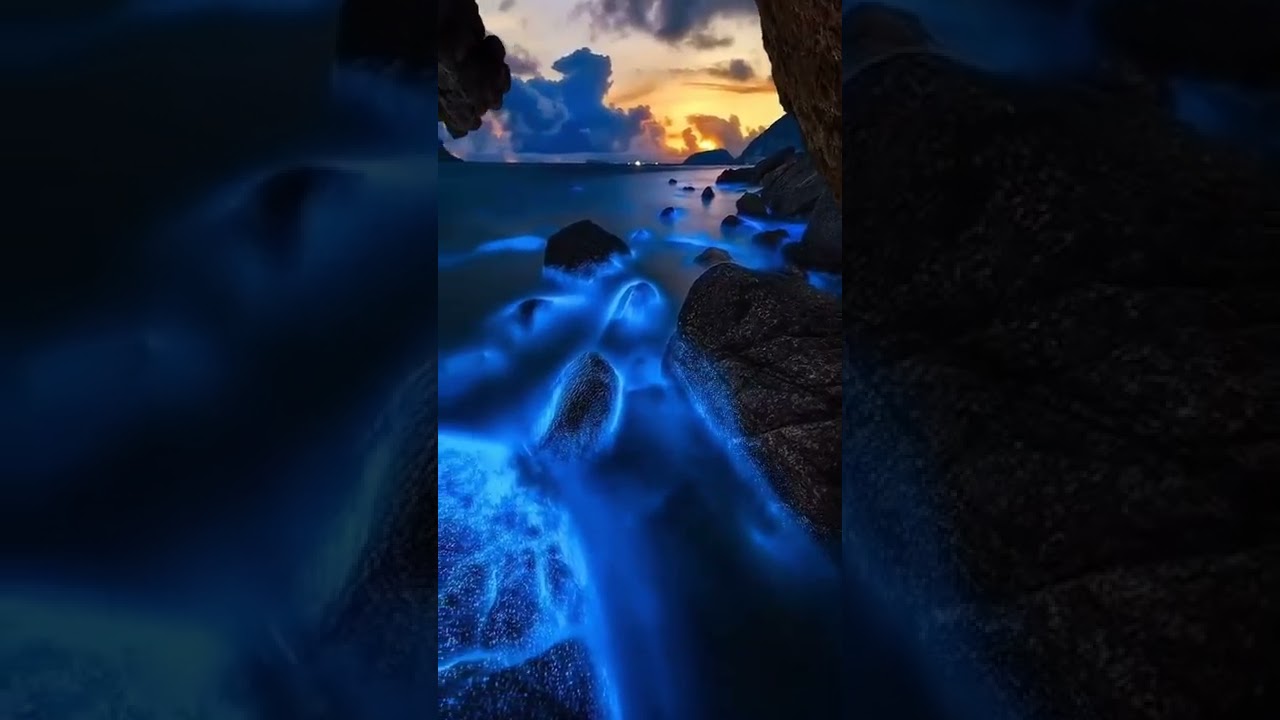 Biolumine emission of light by living organism | Beautiful Looking 😍 this scene 
