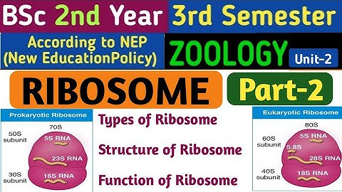 BSc 2nd Year 3rd Semester Zoology Unit 2/Ribosome in Hindi/Types of Ribosome/Structure of Ribosome