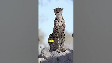 20 Août 2025 