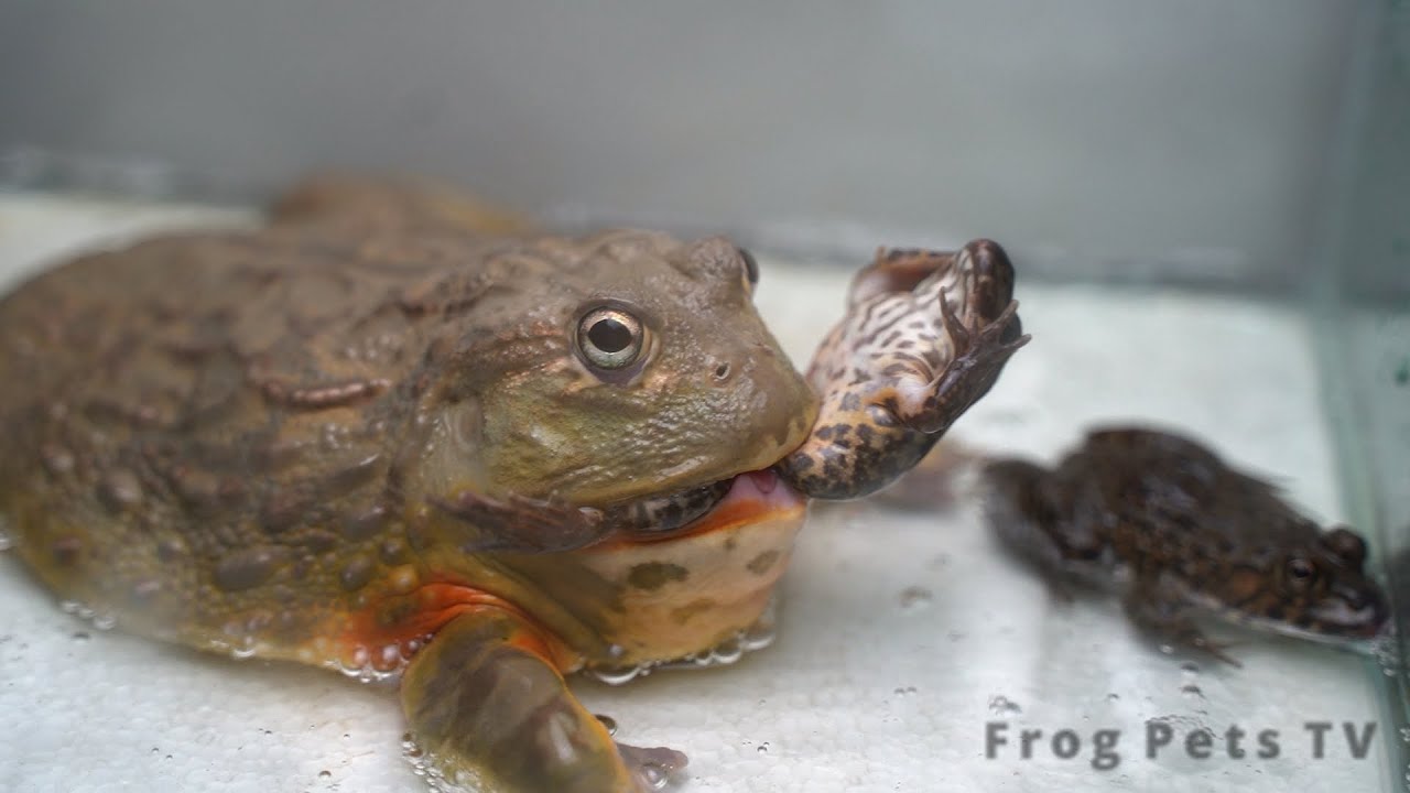 Giant African Bullfrog Eats Asian Edible Frogs | Warning Live Feeding