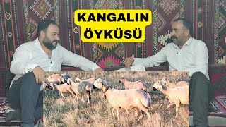 KANGALIN GERÇEK TARİHİ (Kangal Koyununun Doğuş Öyküsü)