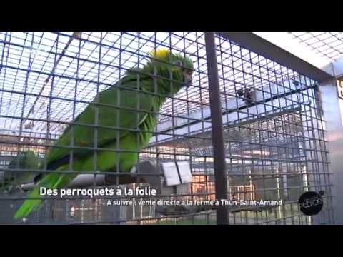 Vidéo: Amazones vs Perroquets gris d'Afrique