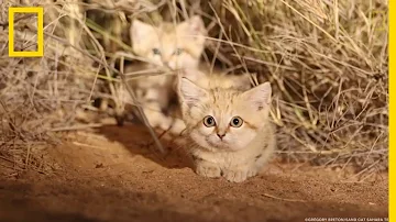 Pourquoi les chats aiment le sable ?