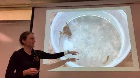 Aquatic Entomology - week 1 part 3