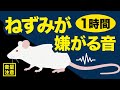 【音量注意】ねずみが嫌がる音、ネズミ撃退音、モスキート音、Rat Repellent Sound