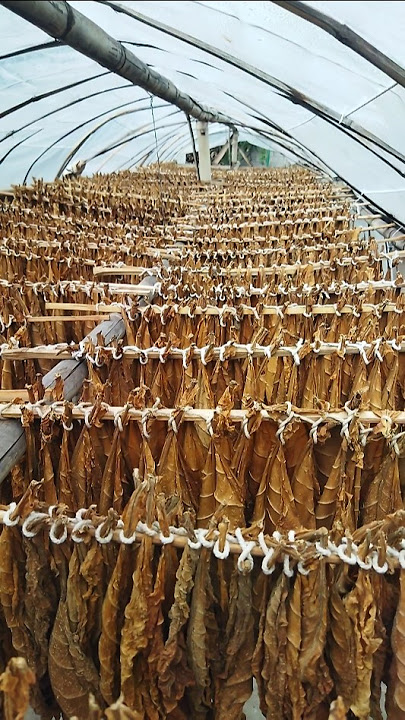 PROSES PENGERINGAN TEMBAKAU #shorts #short #petanitembakau #tembakaublora #petanimuda #petani