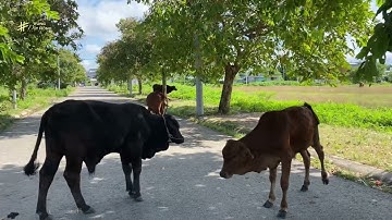 Toàn cảnh hiện trạng khu dân cư Lan Anh 1 Tp Bà Rịa|CSM Land|Vùng Đất Rồng