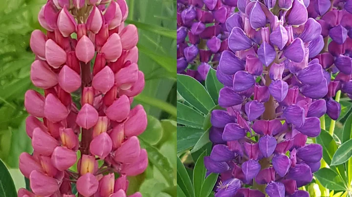 鲁冰花 Lupin 种植及播种 - 天天要闻