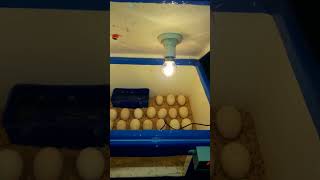 DIY Automatic Egg Incubator Setup #Viral #Shorts