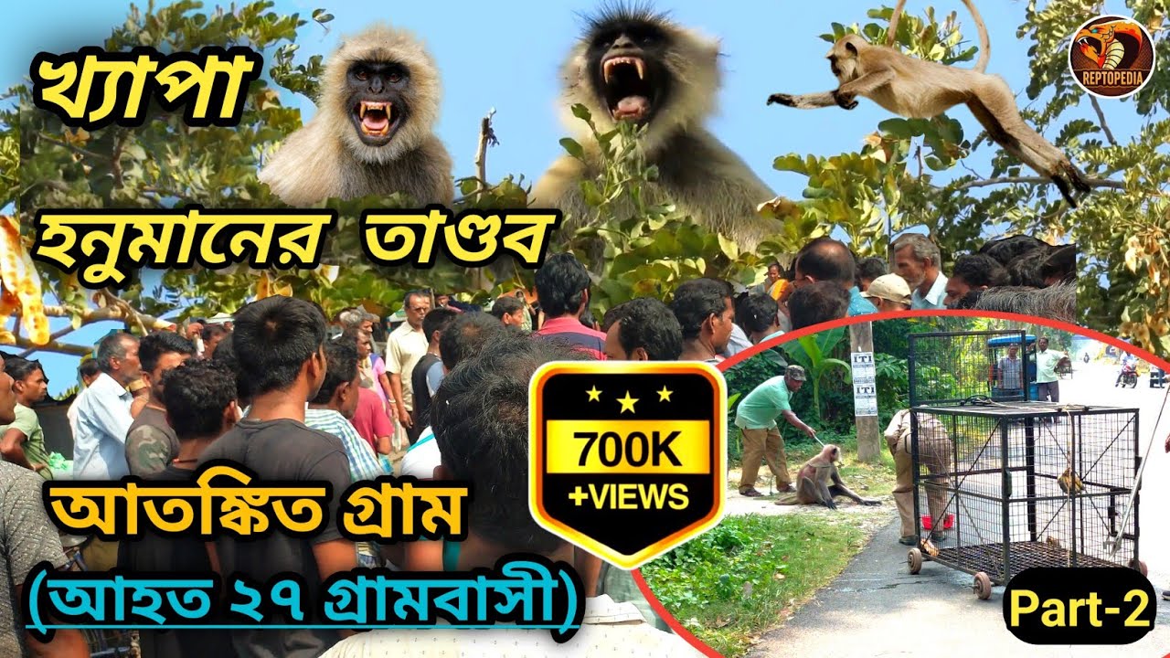 খ্যাপা হনুমানের ভয়ঙ্কর তান্ডবে আতঙ্কিত গ্ৰাম | Dangerous Animal Attack | Langur Attack | Reptopedia