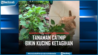 Viral Tanaman Catnip Bikin Kucing Ketagihan