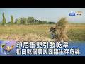 印尼聖嬰引發乾旱 稻田乾涸農民面臨生存危機｜FOCUS午間新聞 20260623 @tvbsfocus