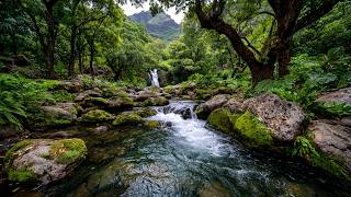 FOREST RIVER SOUNDS, BEAUTIFUL BIRD CHIRPING & PEACEFUL NATURE AMBIENCE FOR SLEEPING & RELAXATION