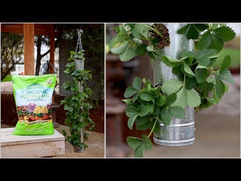 Build Your Own Vertical Strawberry Planter - Full Version - YouTube