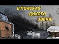 ПО СНЕГУ НА ДАЛЬНИЙ КОРДОН, В ПОИСКАХ ДИКОГО ЗВЕРЯ. ОБЖИВАЮСЬ КОМФОРТНО В ТАЕЖНОЙ ИЗБЕ