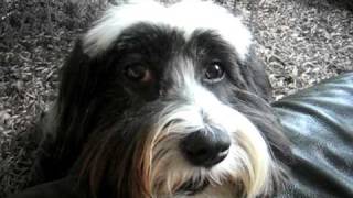 Tibetan Terriers talk