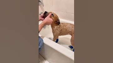 Pet Care Products course #shorts #viralshort #pets