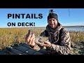 Public Marsh Pintails!! Duck Hunting 2017