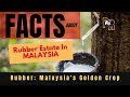 Facts about rubber estate in malaysia  rubber  malaysias golden crop