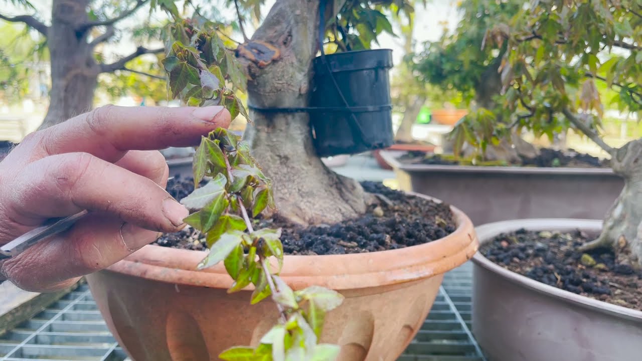 COME PIZZICARE I NOSTRI ACERI!