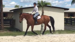 Aberforth hunter horse schooling