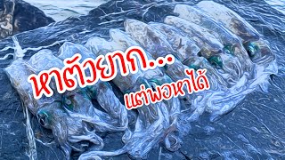 EP.13 ตกหมึกชายฝั่ง จ.ตราด อ่าวตาลยังหวานอยู่ ( Squid Fishing )