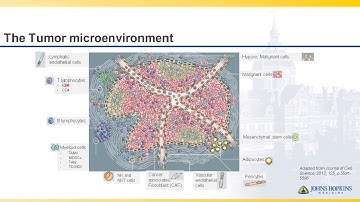 SHORTCAST: Tumor Intrinsic and Extrinsic Factors Determining Success of Immunotherapy