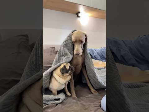 ОСКАРА И ДЖОНИ РАЗЫСКИВАЮТ… 😳