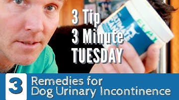 3 Minute, 3 Tip Tuesday: Remedies for Dog Incontinence