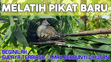 Tips & Trik Melatih pikat Perkutut Ajaran/Baru (Resep Rahasia)