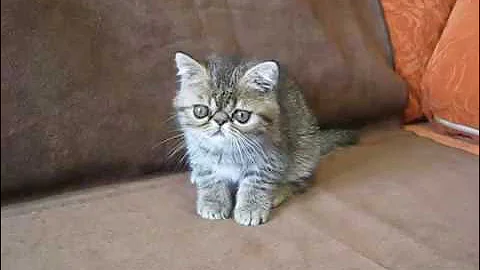 Watch the video about Exotic shorthair male